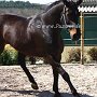 Zangersheider_Pferd1(65)