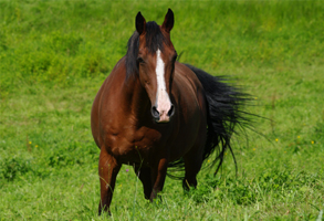 American Saddlebred Horse218(12)