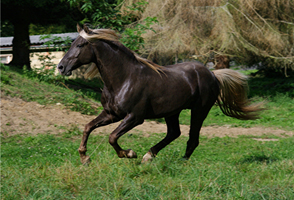 Rocky Mountain Horse3(96)