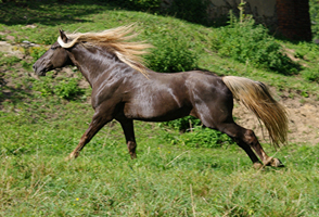 Rocky Mountain Horse3(98)