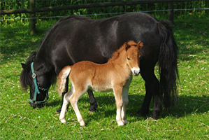 Shetland Pony4(10)
