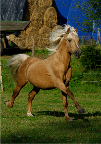 Morgan Horse128(14)