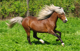 American Classic Shetland Pony1(191)