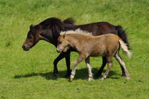 American Classic Shetland Pony2(116)