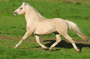 American Curly Horse im Sommer39(88)