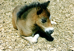 American Miniatur Horse06