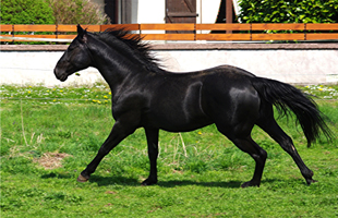 Quarter Horse82(15)