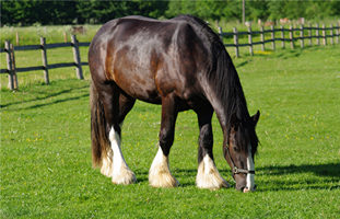 Shire Horse47(13)
