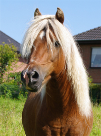 American Classic Shetland Pony 1(95a)