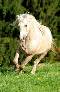 American Curly Horse im Sommer 39 (81)