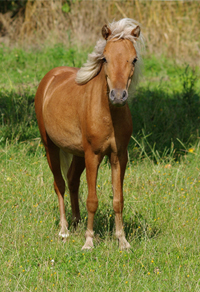 American Mini Shetland Pony 2(34)