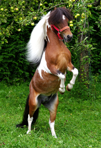 American Miniatur Horse 24(143)