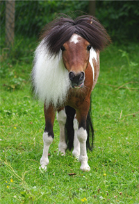 American Miniatur Horse 24(158)