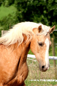 Golden American Saddle Breed Horse 59a