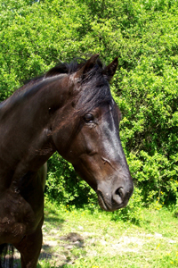 Morgan Horse83