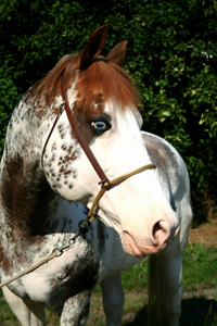 Paint Horse 16