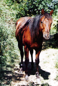 Quarter Horse21