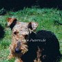 Airedale_Terrier1(2)