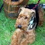 Airedale_Terrier2(1)