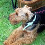 Airedale_Terrier2(2)
