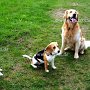 P_J_Russell_Terrier+Beagle+G_Retriever1(1)
