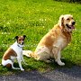 P_Jack_Russell_Terrier+G_Retriever1(2)