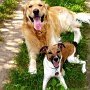 P_Jack_Russell_Terrier+G_Retriever1(5)