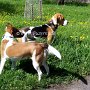 Parson_Jack_Russell_Terrier+Beagle1(1)