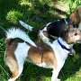 Parson_Jack_Russell_Terrier+Beagle1(10)