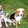 Parson_Jack_Russell_Terrier+Beagle1(3)