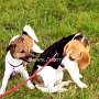 Parson_Jack_Russell_Terrier+Beagle1(8)