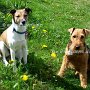 Parson_Jack_Russell_Terrier+Welsh_Terrier1(1)