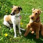 Parson_Jack_Russell_Terrier+Welsh_Terrier1(2)
