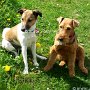 Parson_Jack_Russell_Terrier+Welsh_Terrier1(3)
