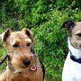 Parson_Jack_Russell_Terrier+Welsh_Terrier1(6)