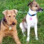 Parson_Jack_Russell_Terrier+Welsh_Terrier1(7)