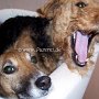 Parson_Jack_Russell_Terrier+Welsh_Terrier1(8)