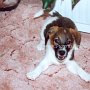 Parson_Jack_Russell_Terrier1(1)