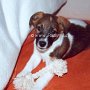 Parson_Jack_Russell_Terrier1(3)