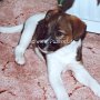 Parson_Jack_Russell_Terrier1(4)