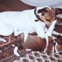 Parson_Jack_Russell_Terrier1(5)