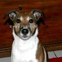 Parson_Jack_Russell_Terrier2(1)
