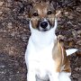 Parson_Jack_Russell_Terrier2(10)
