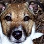 Parson_Jack_Russell_Terrier2(11)