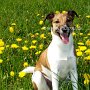 Parson_Jack_Russell_Terrier2(12)
