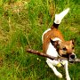 Parson_Jack_Russell_Terrier2(13)