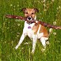 Parson_Jack_Russell_Terrier2(14)