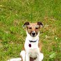 Parson_Jack_Russell_Terrier2(16)