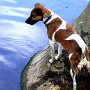 Parson_Jack_Russell_Terrier2(17)