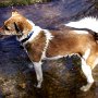 Parson_Jack_Russell_Terrier2(18)